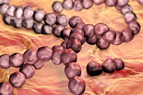 A Streptococcus mutans terjedése