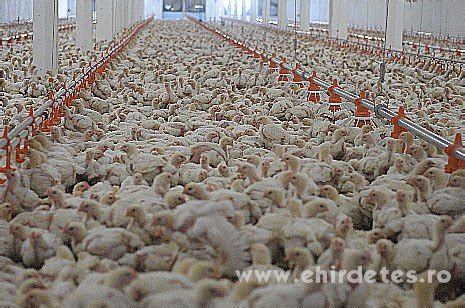 Csirke farm