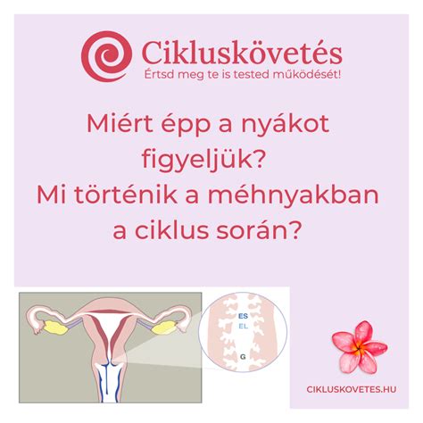 A méhnyak változásai a ciklus során
