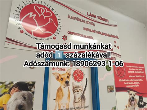 Kiskutya a rendelőben, állatorvos oltja
