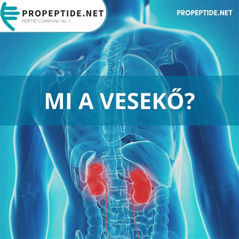 A húgyúti rendszer vázlata