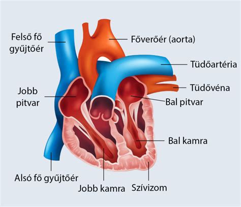 Szív és érrendszer diagram