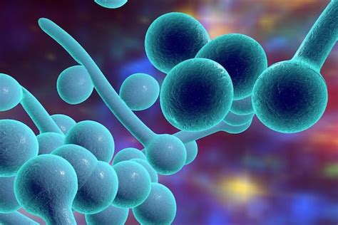 Candida gomba mikroszkópos képe