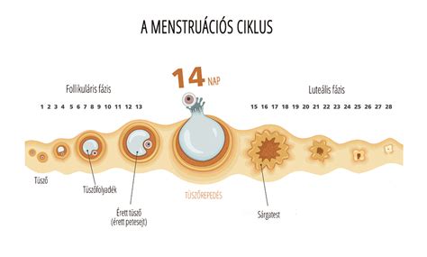 A menstruációs ciklus fázisai és a hüvelyváladék változásai