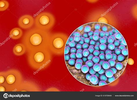 Meningococcus baktériumok ábrázolása