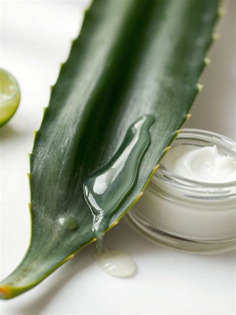 Aloe vera növény és krémek