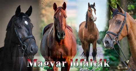Változatos lófajták és csikók a magyar piactéren