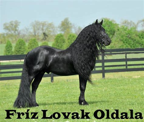 Fríz csikó, elegancia és szépség