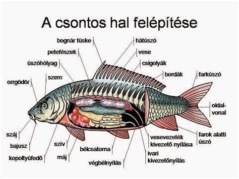 A halak anatómiája és ivarszerveik