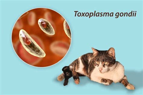 A Toxoplasma gondii parazita mikroszkópos képe