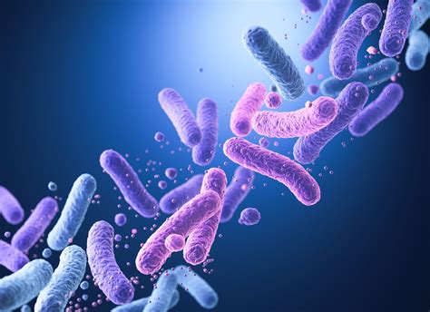 Bacillus cereus baktérium