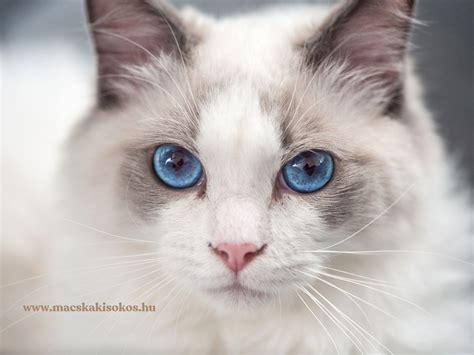 Ragdoll cica kölyök