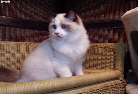 Ragdoll cica szőrzet gondozása