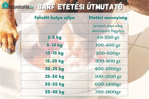 Felnőtt macska etetése