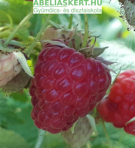 A málna eredete és hagyományai