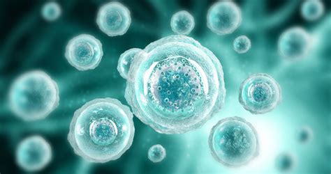 A petesejt megtermékenyítése in vitro
