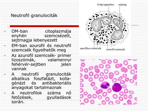 A neutrofil granulociták szerkezete és működése