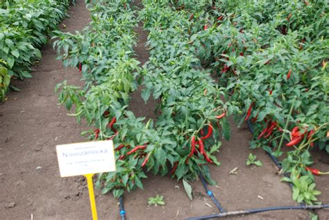 A fűszerpaprika története és elterjedése Európában