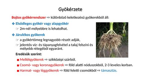 A felszíni hematóma különböző elszíneződései a gyógyulási fázisokban