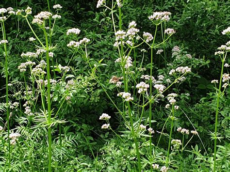A macskagyökér növény és gyökere