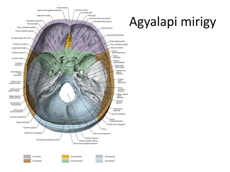 Agyalapi mirigy anatómiája és elhelyezkedése