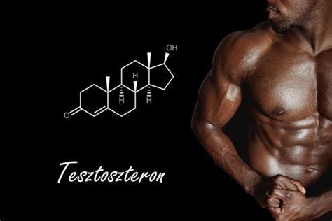 A férfi reproduktív rendszer és a tesztoszteron termelése