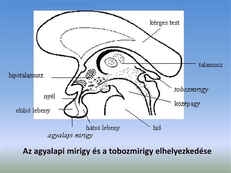 A csecsemőmirigy elhelyezkedése a mellkasban