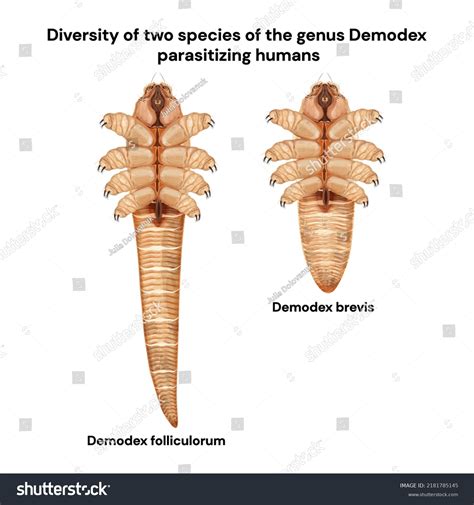 Demodex atka életciklusa