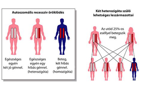 Genetikai öröklődés módjai
