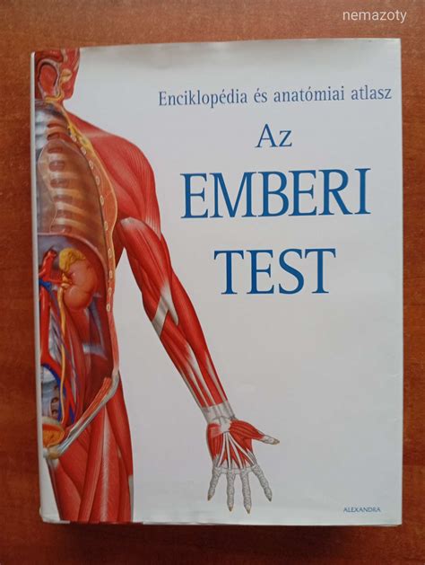Az emberi test anatómiai ábrája, kiemelve a reproduktív rendszert