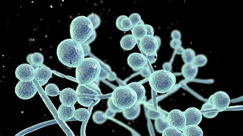 Candida albicans gomba illusztrációja
