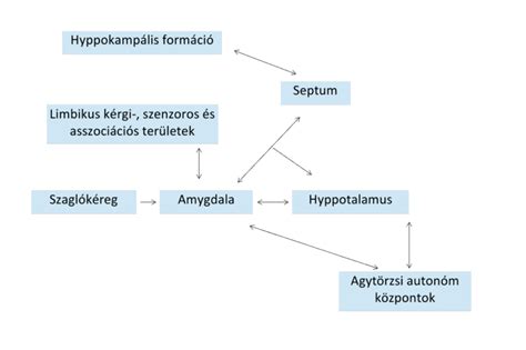 A női reprodukciós rendszer sematikus ábrája, kiemelve a petevezetéket