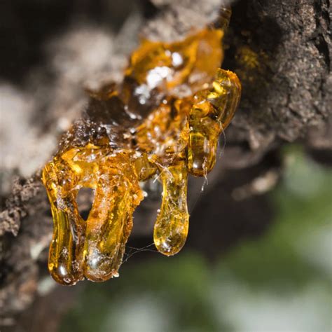 Copaiba fa és a gyantakinyerés folyamata