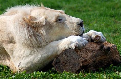 Tüzelő macska