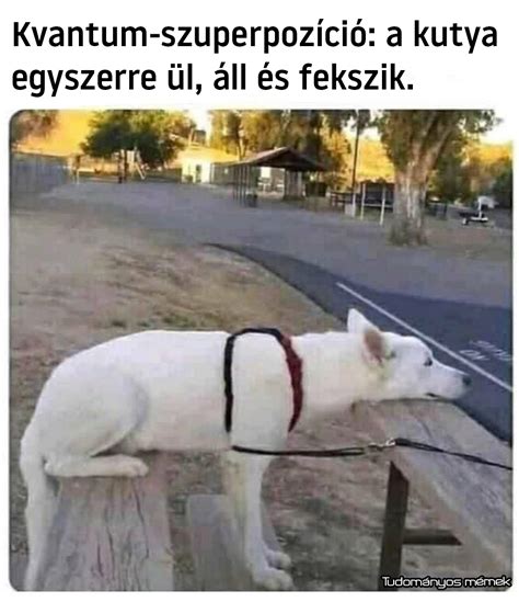 kutya ül és vár