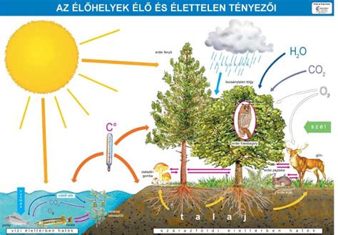 Elhelyezkedés és környezet
