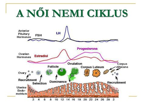 Női ciklus és hormonális változások grafikonja