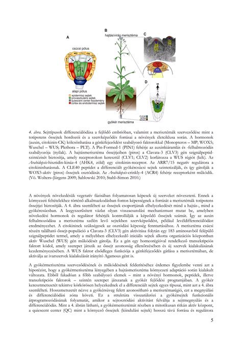 A magzatvíz összetételét bemutató ábra