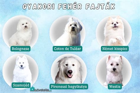 Kutya fehér fajtái