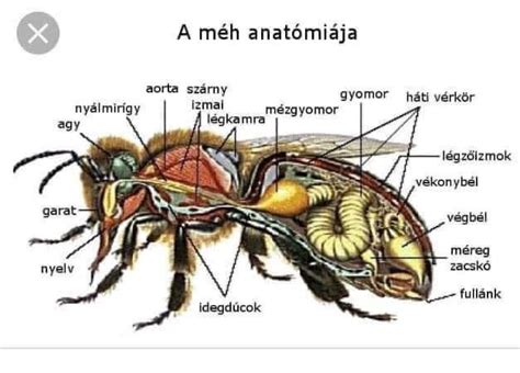 Méh anatómiája terhesség alatt