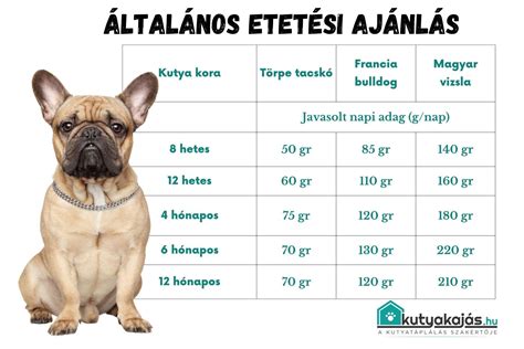 Francia bulldog kölyök táplálkozása