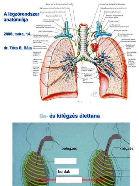 A köhögési reflex mechanizmusa és a légzőrendszer
