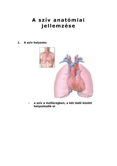 Anatómiai elhelyezkedése a mellkasban