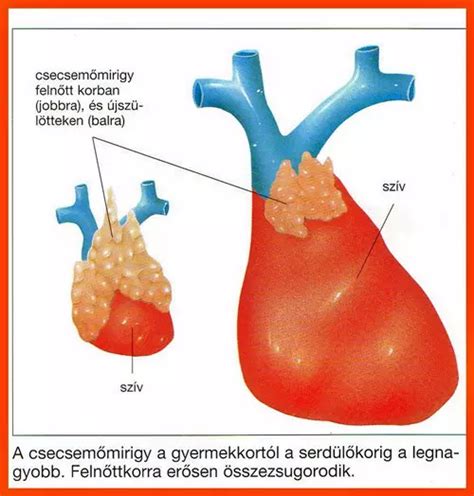 A csecsemőmirigy méretének változása az életkorral