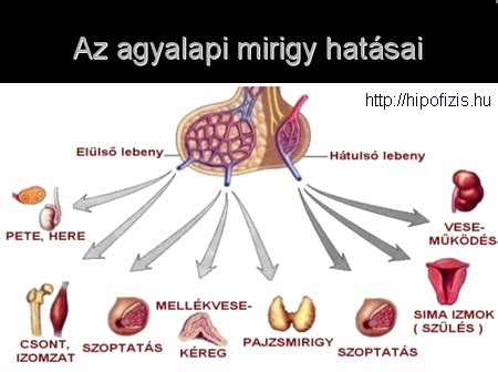 Agyalapi mirigy és hormonális szabályozás