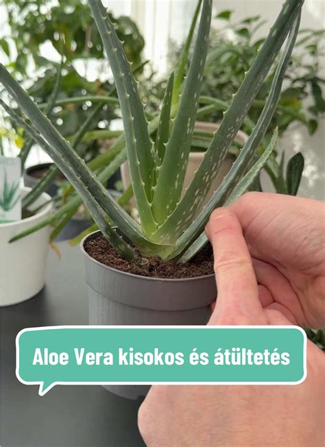 Aloe Vera növény és levelei