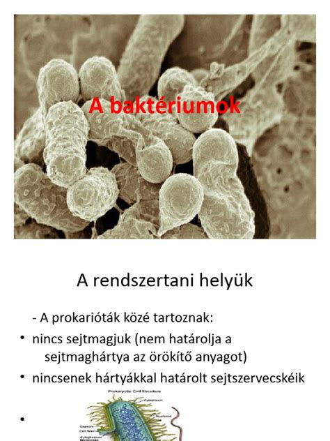 Baktériumok mikroszkóppal