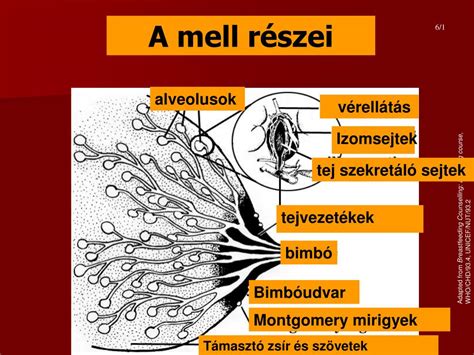 Az emlő felépítése