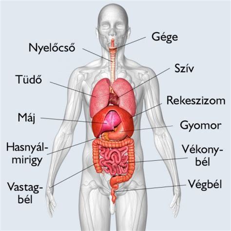 Az aorta anatómiai elhelyezkedése a testben, kiemelve a hasi és mellkasi szakaszokat
