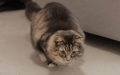 vicces macska gif
